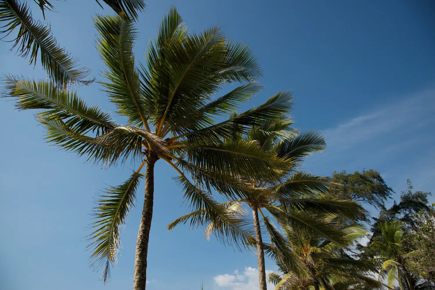 Palm-fringed Sri Lanka beach and coastal scenery for Sri Lanka private day tour with Trustker