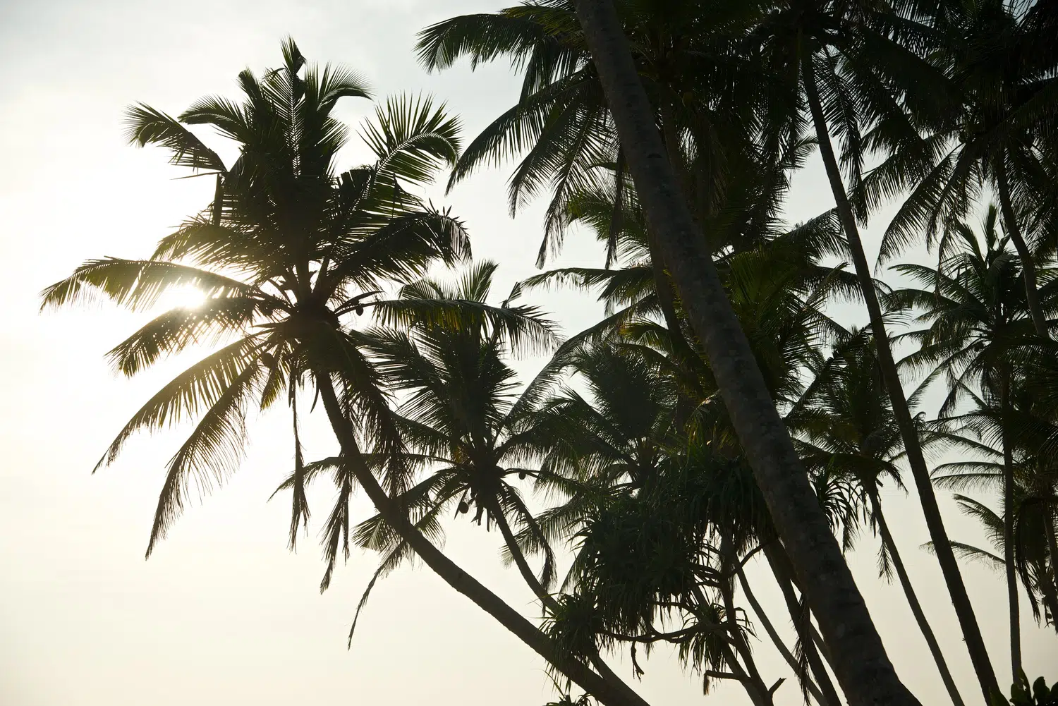 Palm-fringed Sri Lanka beach and coastal scenery for Sri Lanka private day tour with Trustker