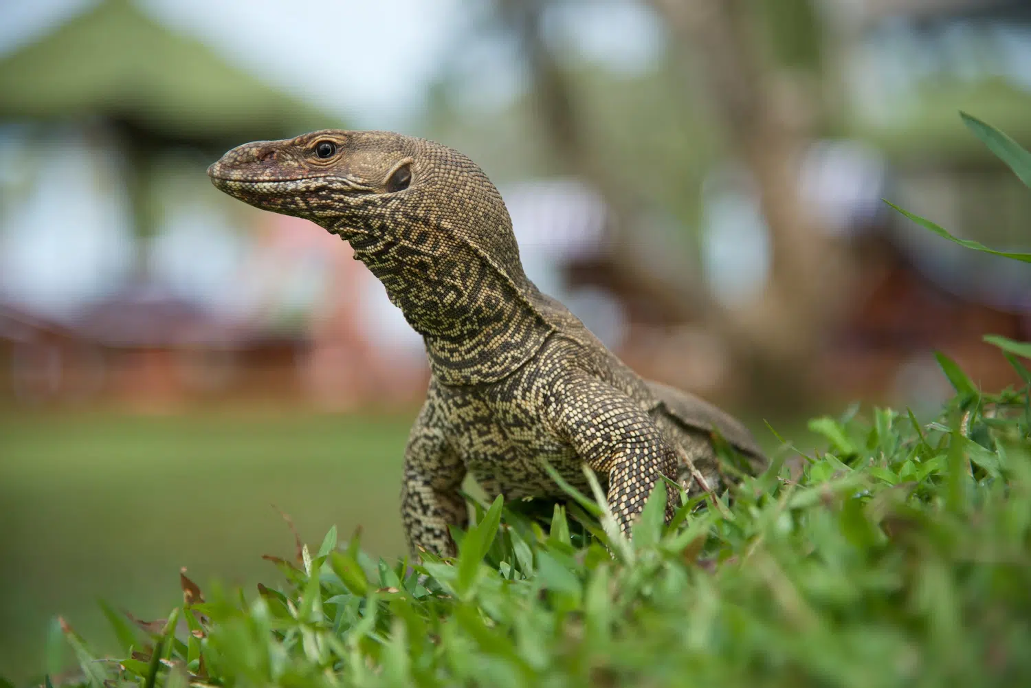 Palm-fringed Sri Lanka beach and coastal scenery for Sri Lanka private day tour with Trustker