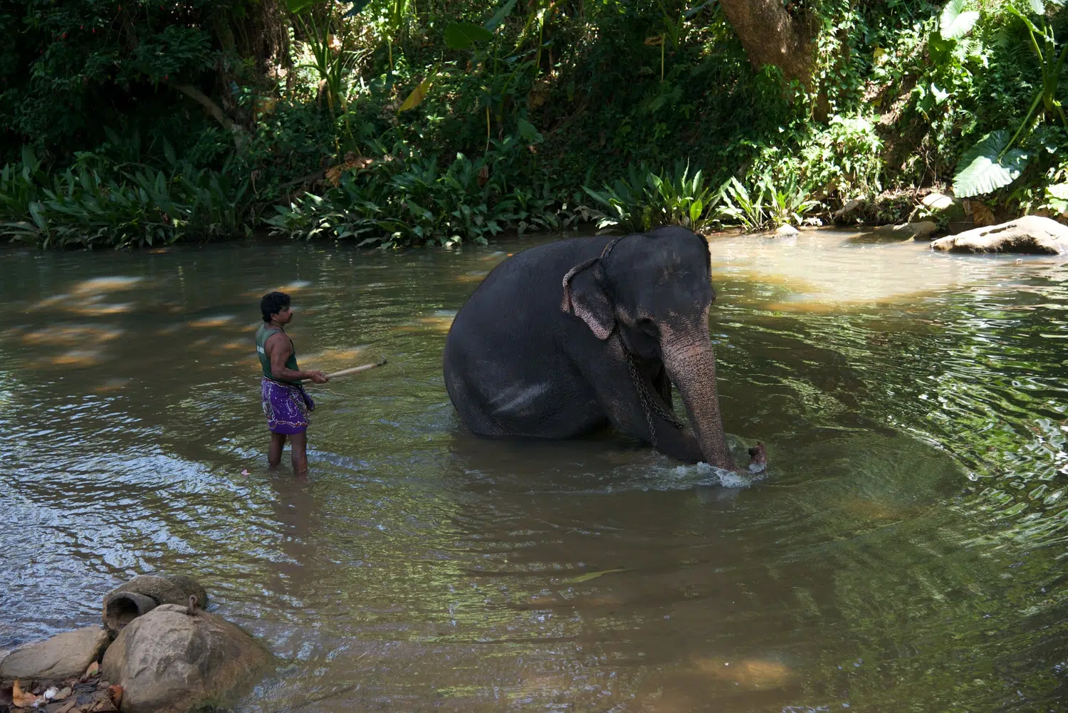 Elephants bathing and elephant encounter activities for Sri Lanka private day tour with Trustker