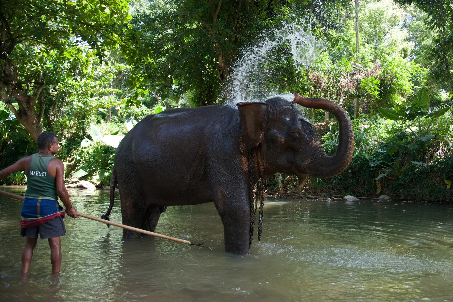 Elephants bathing and elephant encounter activities for Sri Lanka private day tour with Trustker