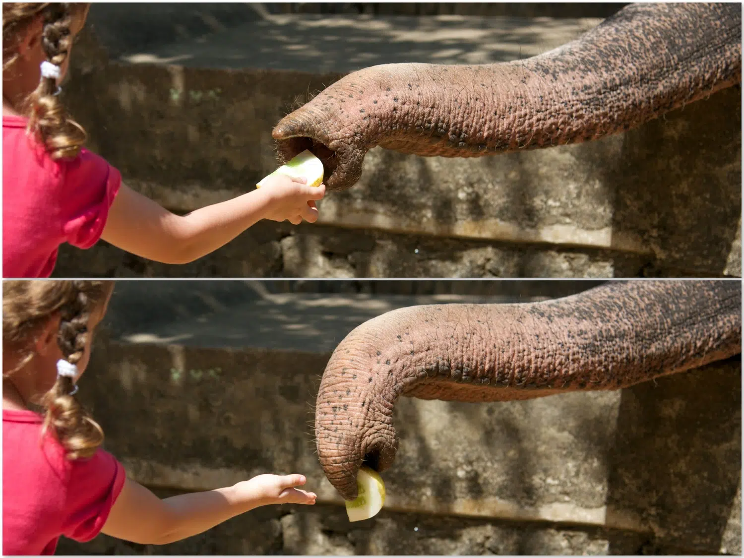 Elephants bathing and elephant encounter activities for Sri Lanka private day tour with Trustker