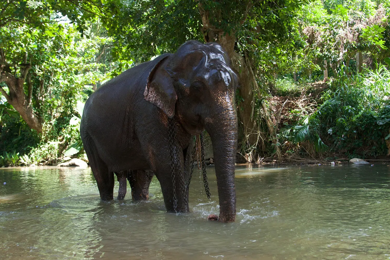 Elephants bathing and elephant encounter activities for Sri Lanka private day tour with Trustker