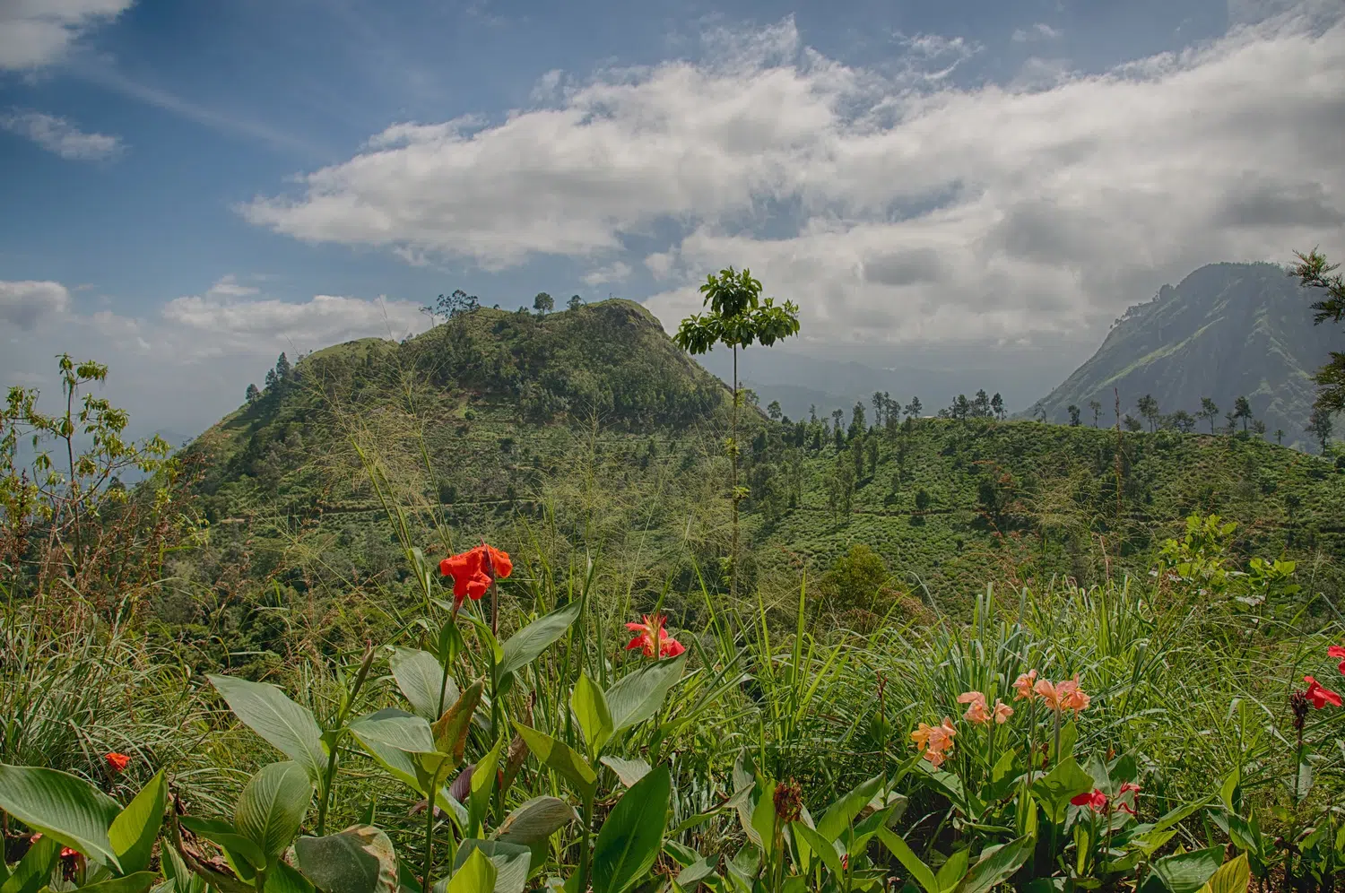 Hill country scenery, misty mountains, flowers and waterfalls for Sri Lanka private day tour with Trustker