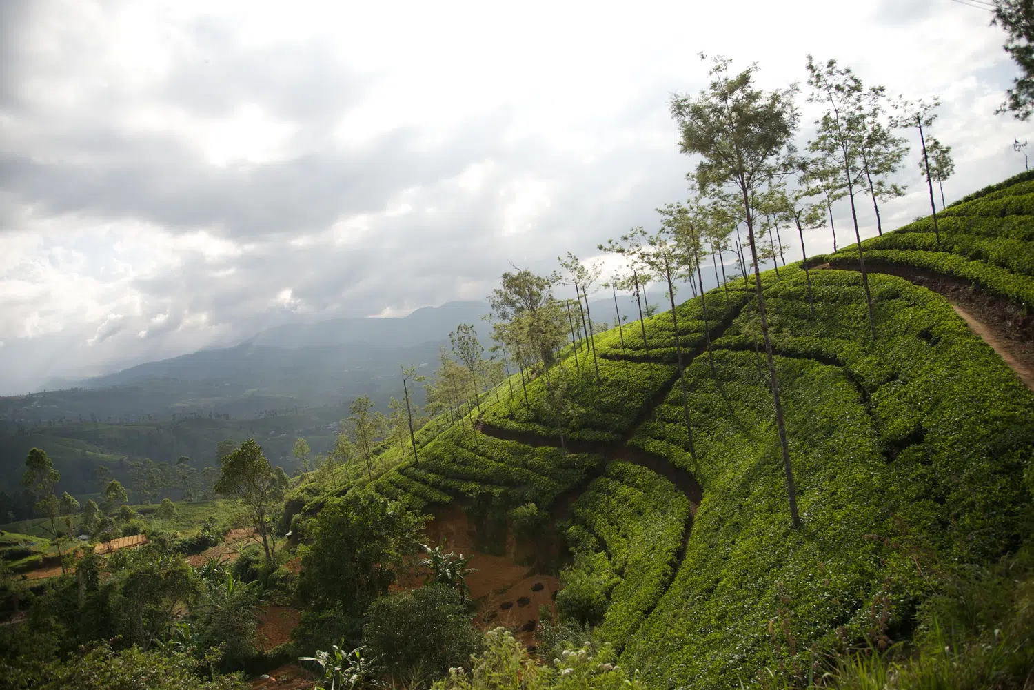 Hill country scenery, misty mountains, flowers and waterfalls for Sri Lanka private day tour with Trustker