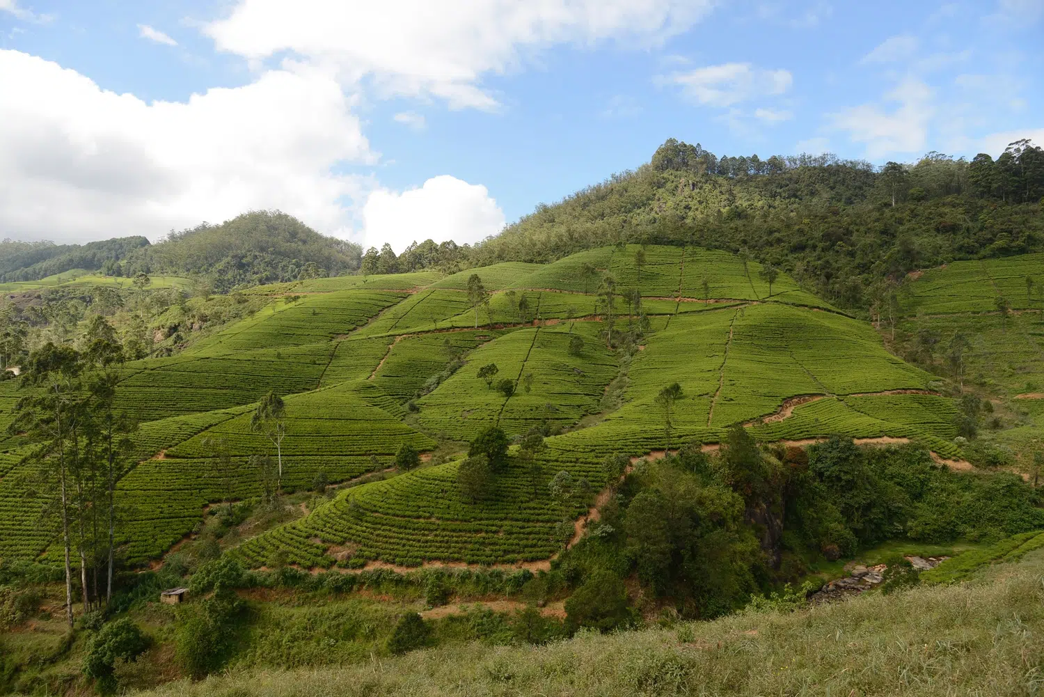 Hill country scenery, misty mountains, flowers and waterfalls for Sri Lanka private day tour with Trustker
