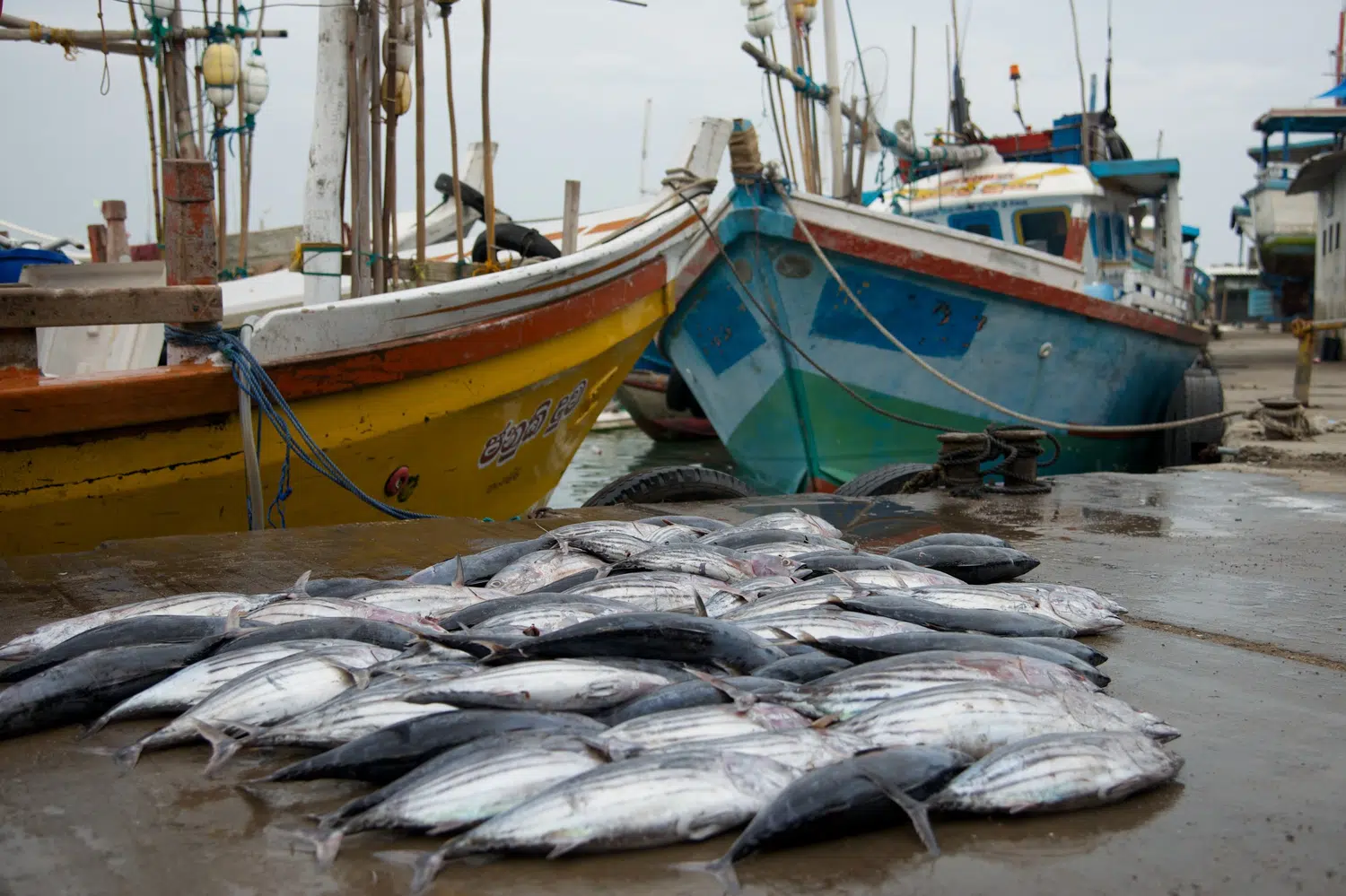 Fishing boats, fish markets and coastal working life for Sri Lanka private day tour with Trustker