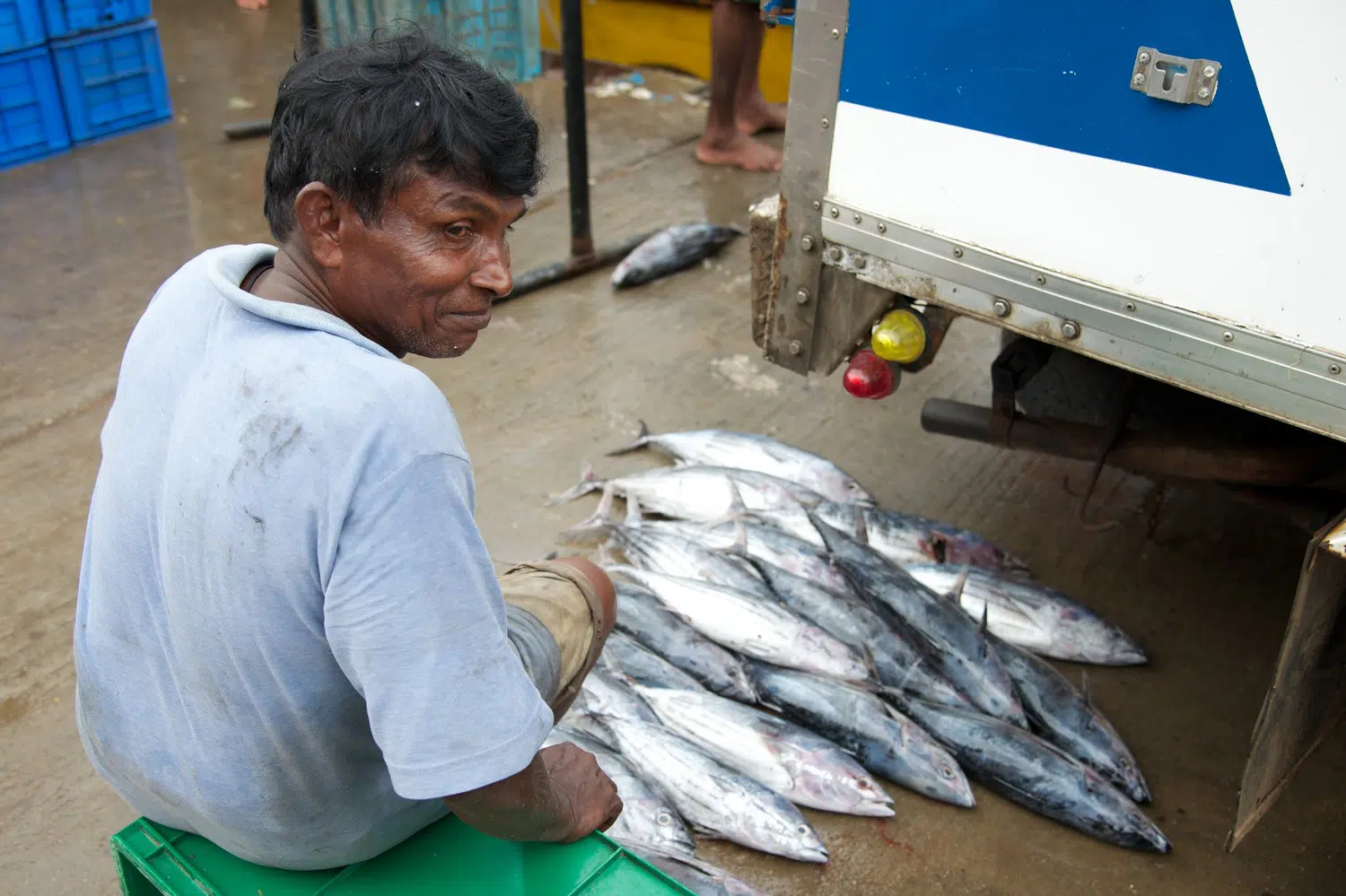 Fishing boats, fish markets and coastal working life for Sri Lanka private day tour with Trustker
