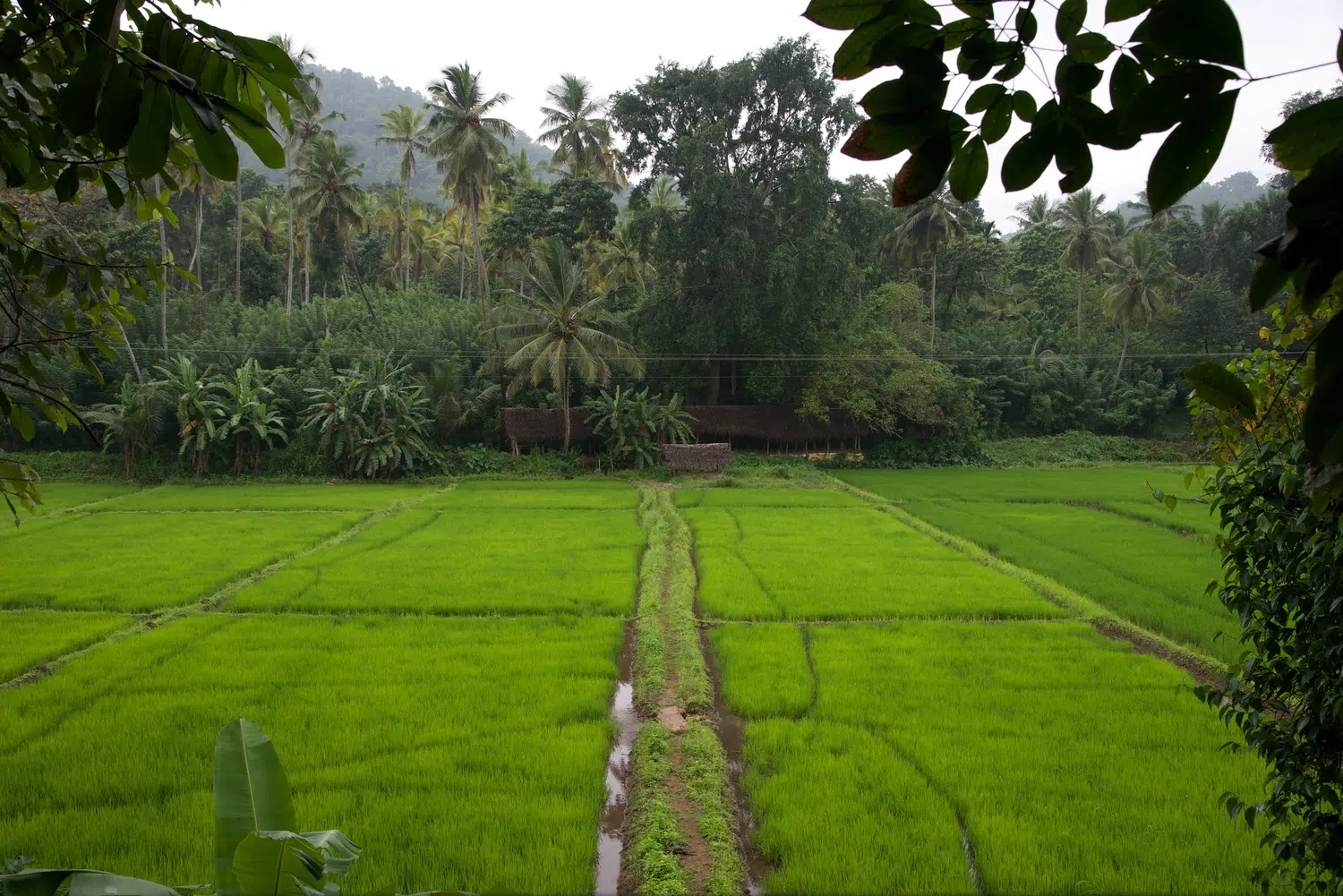 Kandy area temples, musicians, landscapes and sacred sites for Sri Lanka private day tour with Trustker