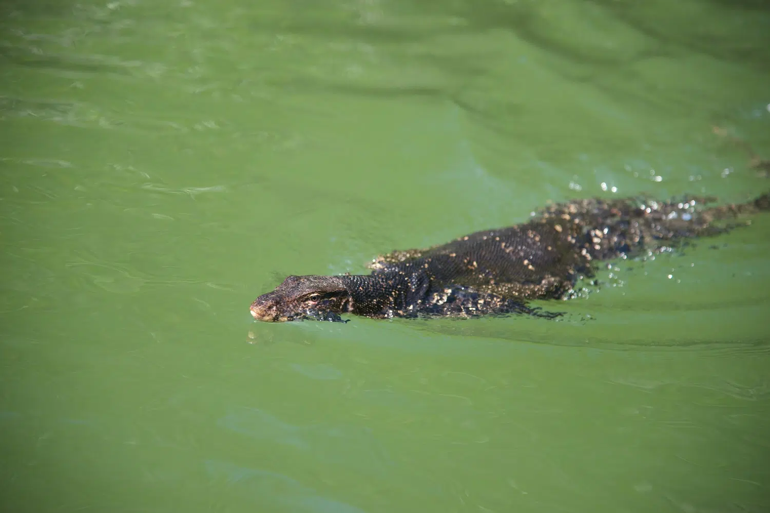 Mangrove lagoon, river boat safari and water birds for Sri Lanka private day tour with Trustker