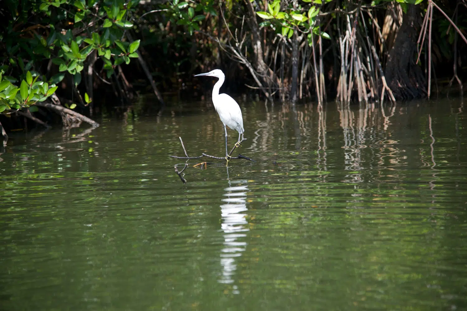 Mangrove lagoon, river boat safari and water birds for Sri Lanka private day tour with Trustker