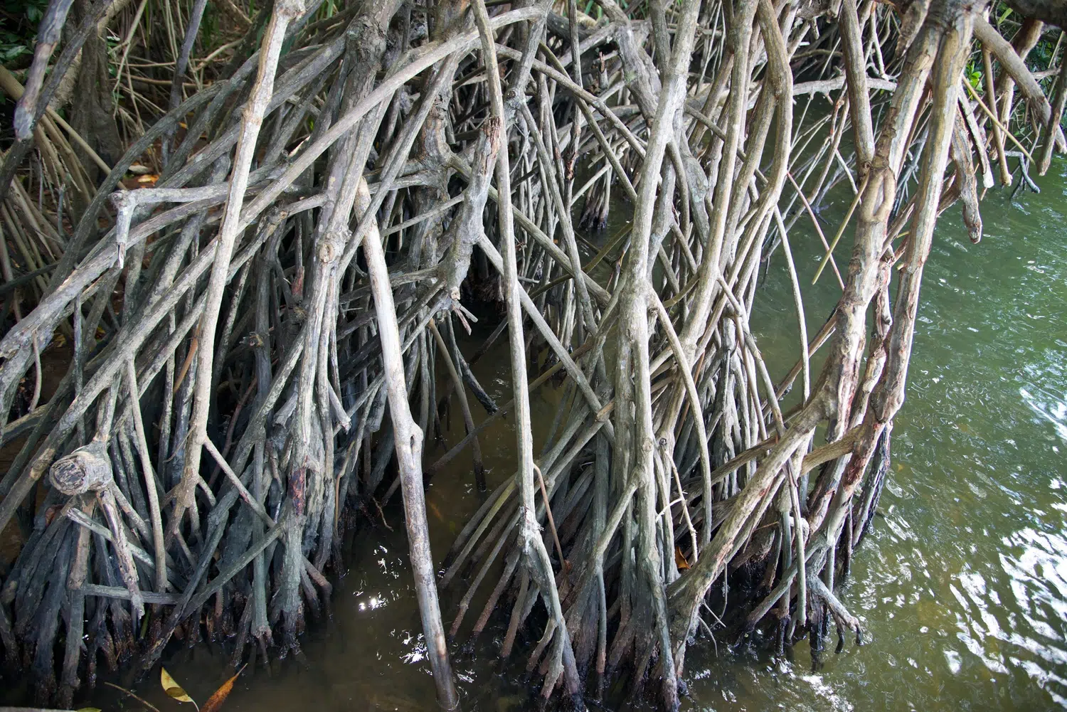 Mangrove lagoon, river boat safari and water birds for Sri Lanka private day tour with Trustker