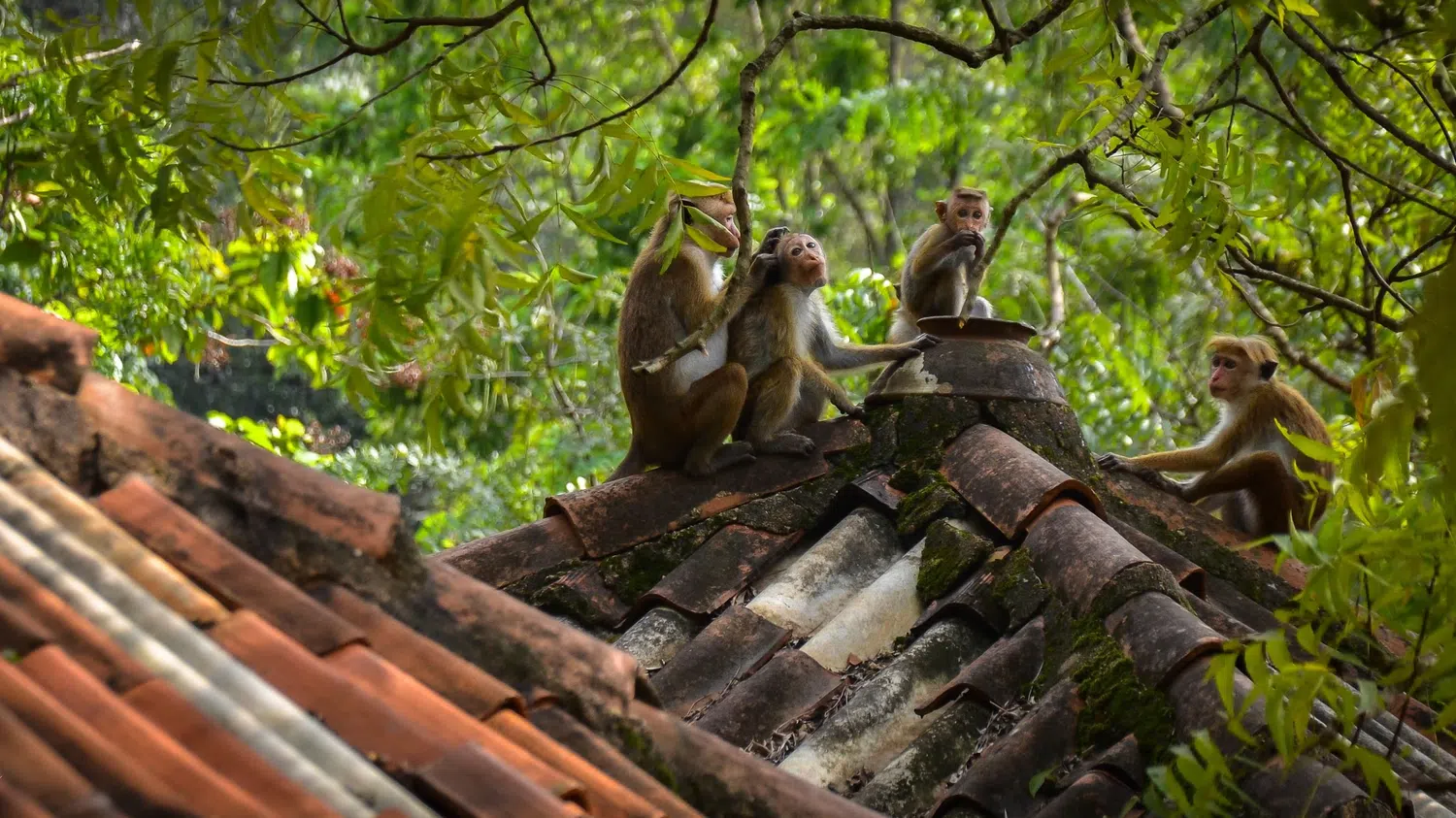 Sigiriya Rock, gardens, frescoes, monkeys and Cultural Triangle landscapes for Sri Lanka private day tour with Trustker