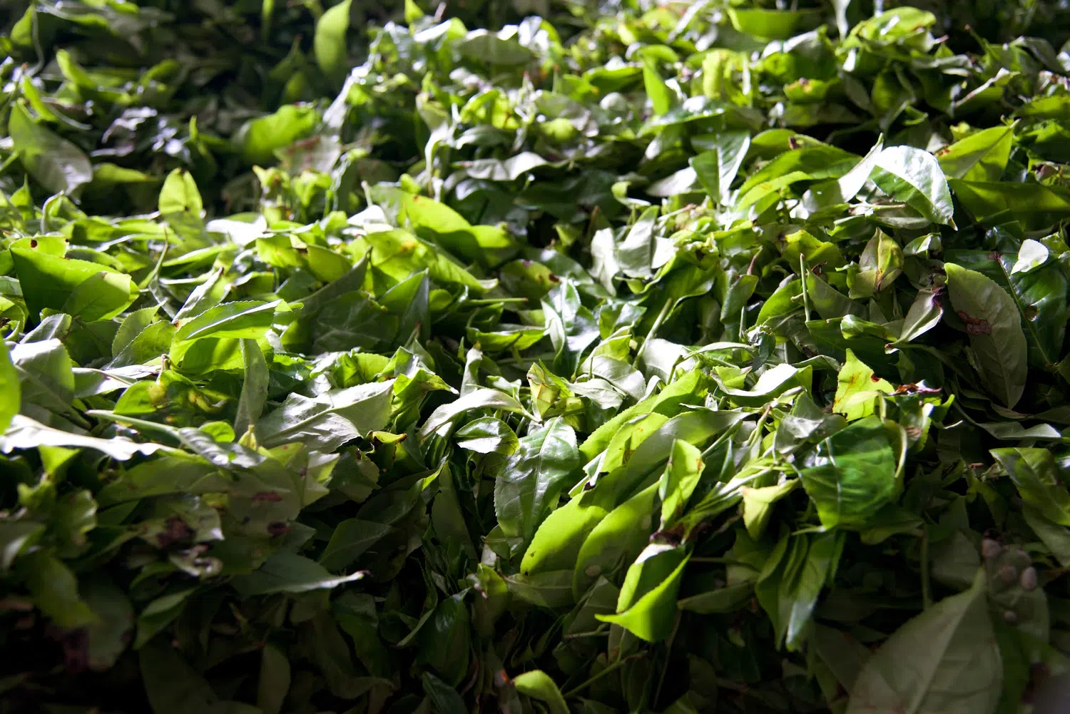 Tea plantation, tea factory, tea leaves and local markets for Sri Lanka private day tour with Trustker