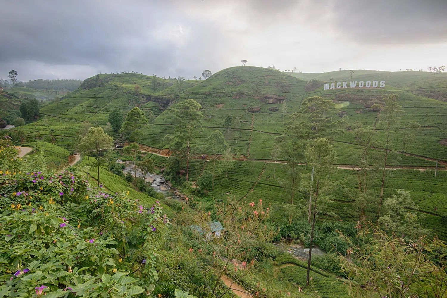 Sri Lanka tea-country factory and estate experience for Trains, Tea and Waterfalls