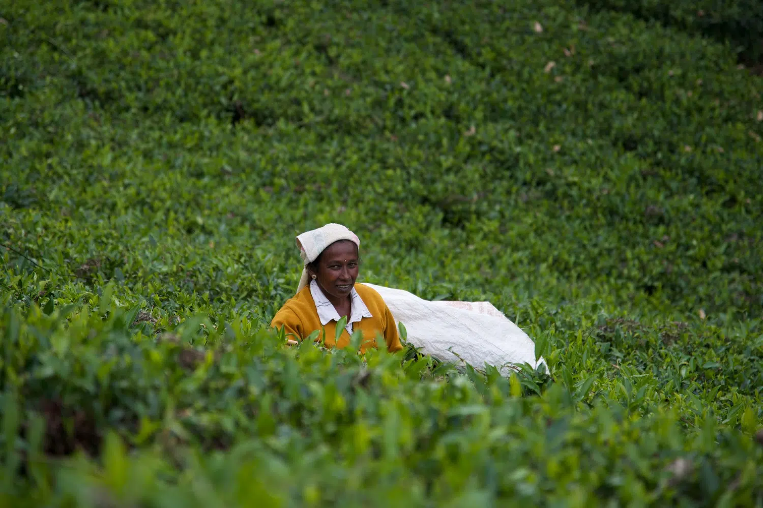 Tea estate workers, green tea fields and plantation life for Sri Lanka private day tour with Trustker