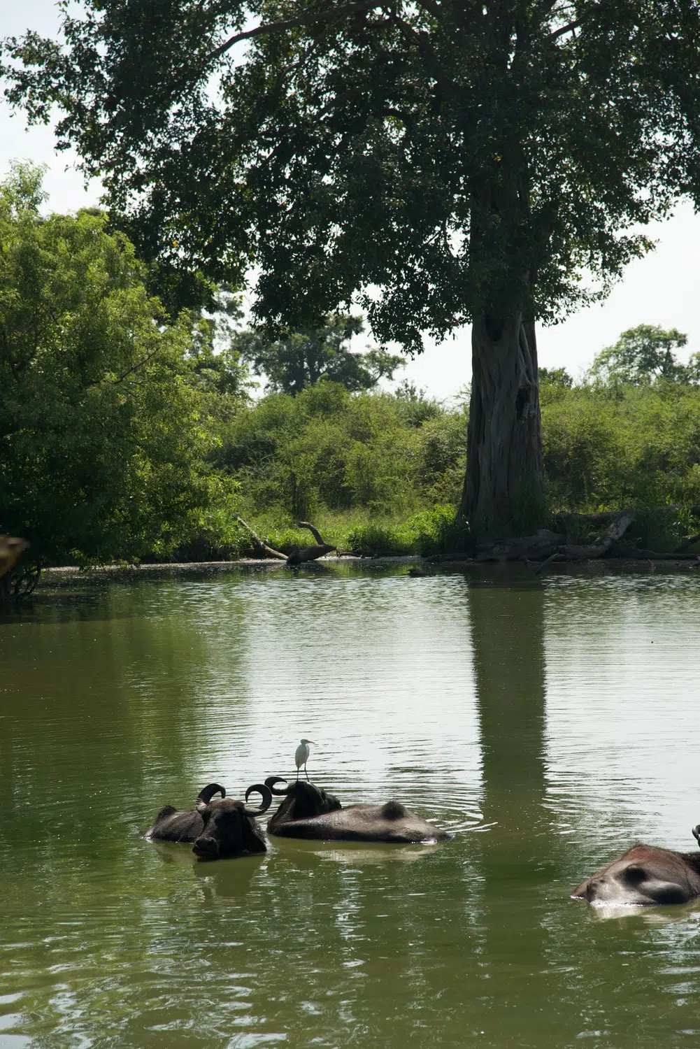 Elephants, birds, buffalo, peacock and safari landscapes for Sri Lanka private day tour with Trustker