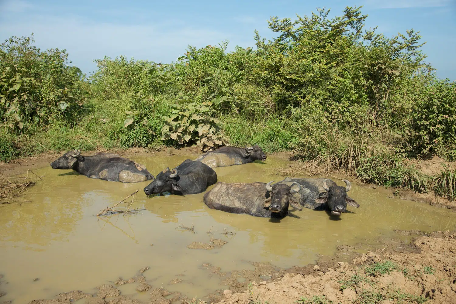 Elephants, birds, buffalo, peacock and safari landscapes for Sri Lanka private day tour with Trustker