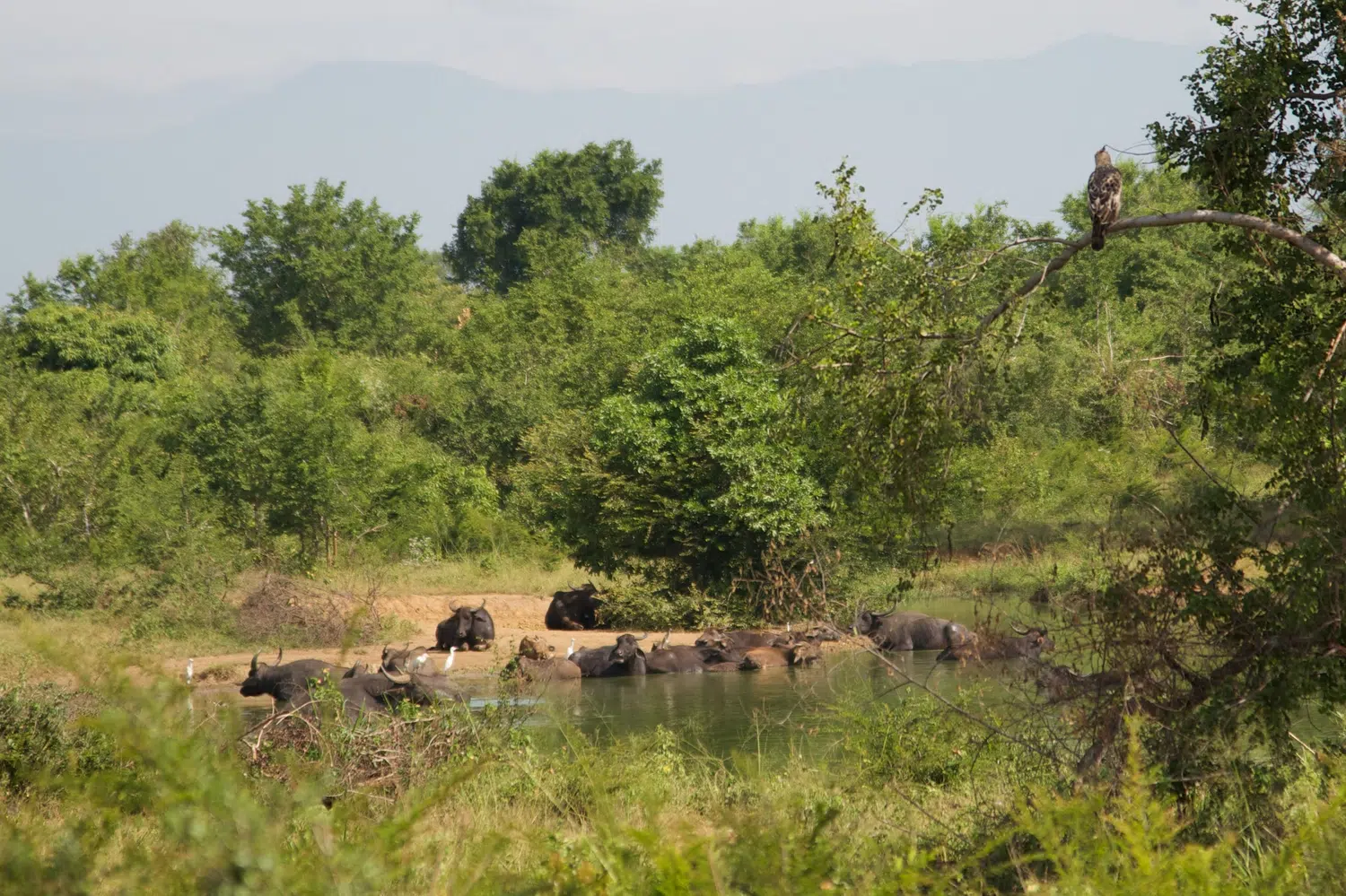 Elephants, birds, buffalo, peacock and safari landscapes for Sri Lanka private day tour with Trustker