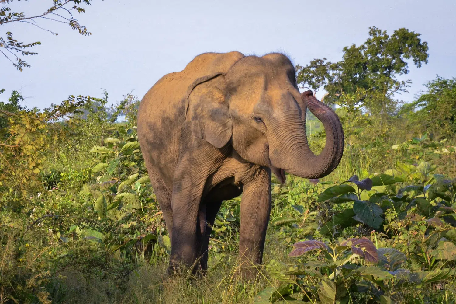 Elephants, birds, buffalo, peacock and safari landscapes for Sri Lanka private day tour with Trustker