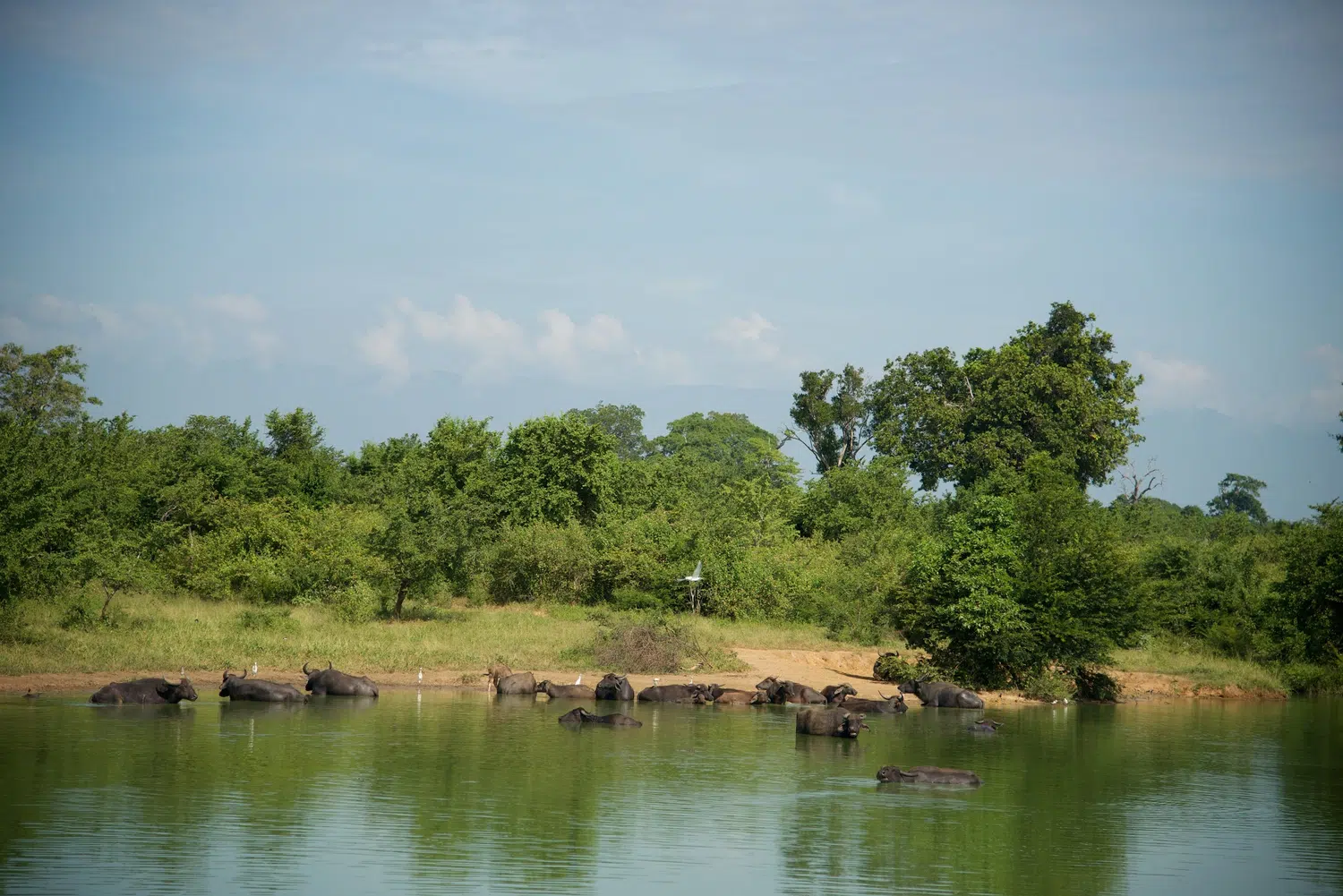 Elephants, birds, buffalo, peacock and safari landscapes for Sri Lanka private day tour with Trustker
