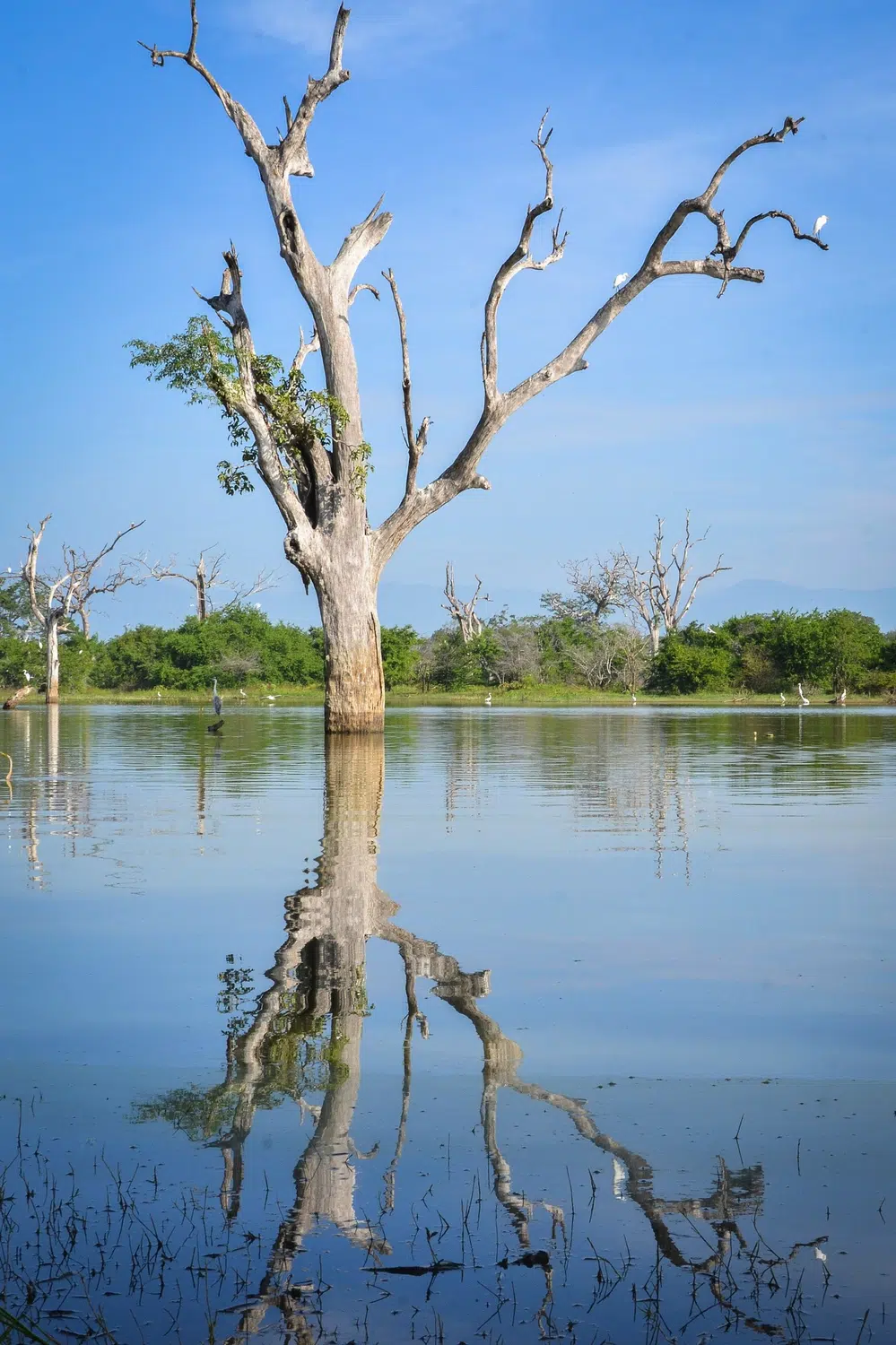 Elephants, birds, buffalo, peacock and safari landscapes for Sri Lanka private day tour with Trustker