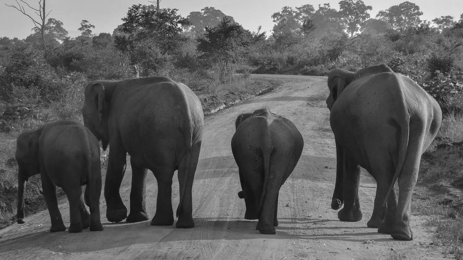 Elephants, birds, buffalo, peacock and safari landscapes for Sri Lanka private day tour with Trustker